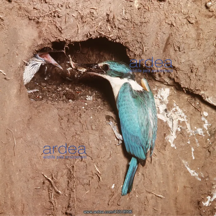  : SACRED KINGFISHER - feeding young at nest