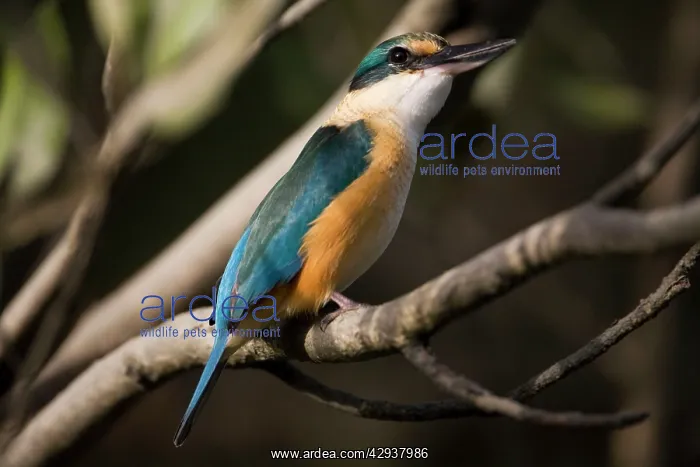 : Sacred Kingfisher - in mangroves : Sacred Kingfisher - in mangroves