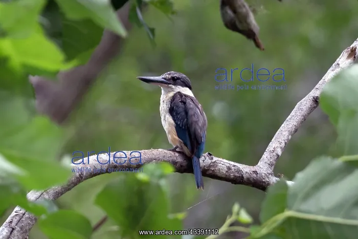 : Sacred Kingfisher (Todiramphus sanctus), Nelson : Sacred Kingfisher (Todiramphus sanctus), Nelson