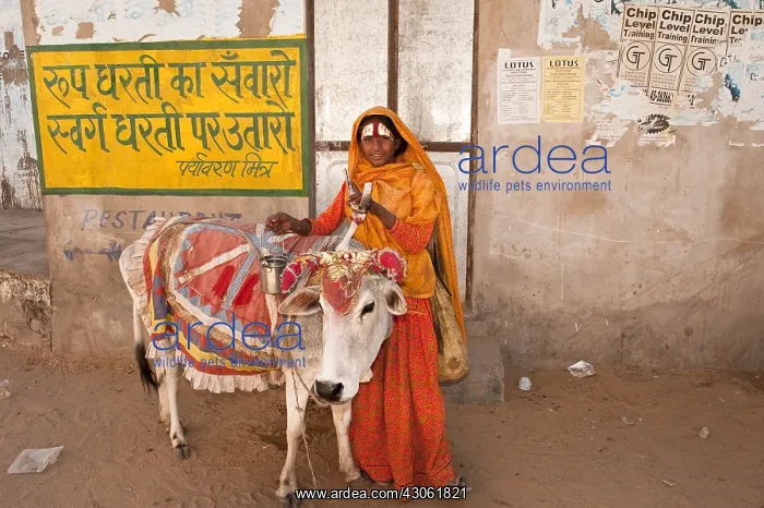 : Around the sacred Lake Pushkar India : Around the sacred Lake Pushkar India