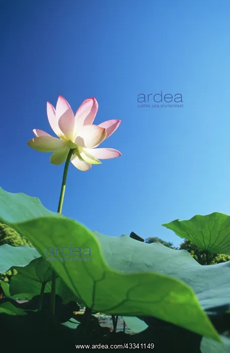 : Sacred LOTUS : Sacred LOTUS