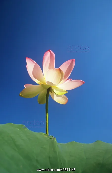 : Sacred LOTUS Lily : Sacred LOTUS Lily