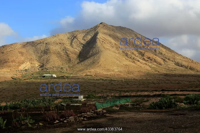 : Sacred mountain Montana de Tindaya, Fuerteventura : Sacred mountain Montana de Tindaya, Fuerteventura