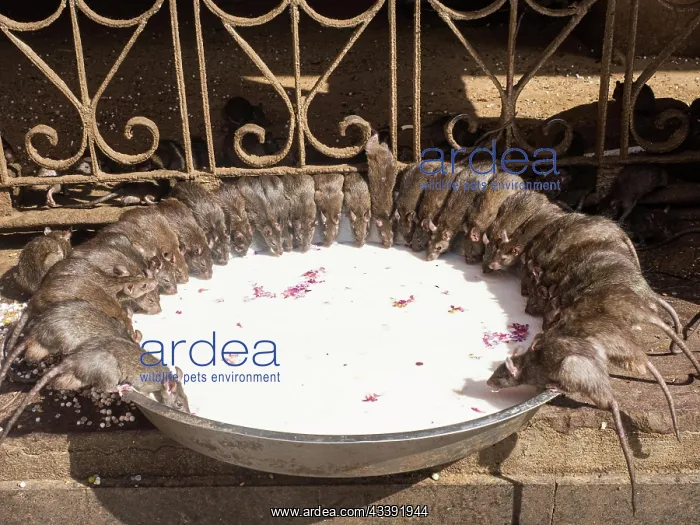 : Sacred Rats, Karni Mata Temple or Rat Temple, Deshnoke : Sacred Rats, Karni Mata Temple or Rat Temple, Deshnoke