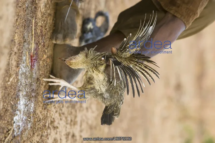 : Sacrifice chicken for Nile Crocodiles Bazoule Burkina Faso : Sacrifice chicken for Nile Crocodiles Bazoule Burkina Faso