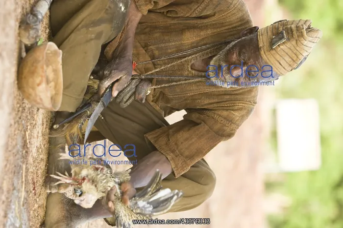 : Sacrifice chicken for Nile Crocodiles Bazoule Burkina Faso : Sacrifice chicken for Nile Crocodiles Bazoule Burkina Faso