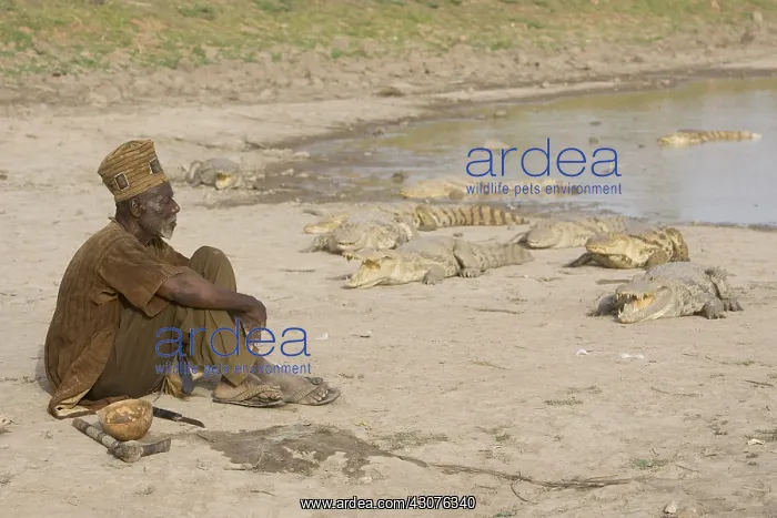  : Sacrifice chicken for Nile Crocodiles Bazoule Burkina Faso
