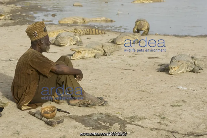 : Sacrifice chicken for Nile Crocodiles Bazoule Burkina Faso : Sacrifice chicken for Nile Crocodiles Bazoule Burkina Faso