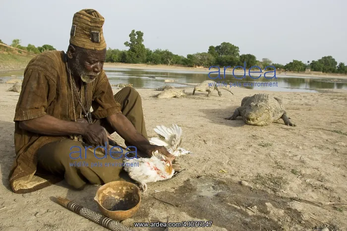 : Sacrifice chicken for Nile Crocodiles Bazoule Burkina Faso : Sacrifice chicken for Nile Crocodiles Bazoule Burkina Faso