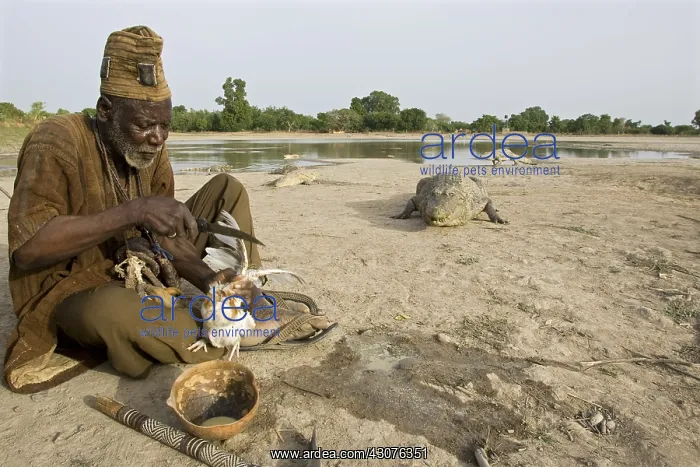 : Sacrifice chicken for Nile Crocodiles Bazoule Burkina Faso : Sacrifice chicken for Nile Crocodiles Bazoule Burkina Faso