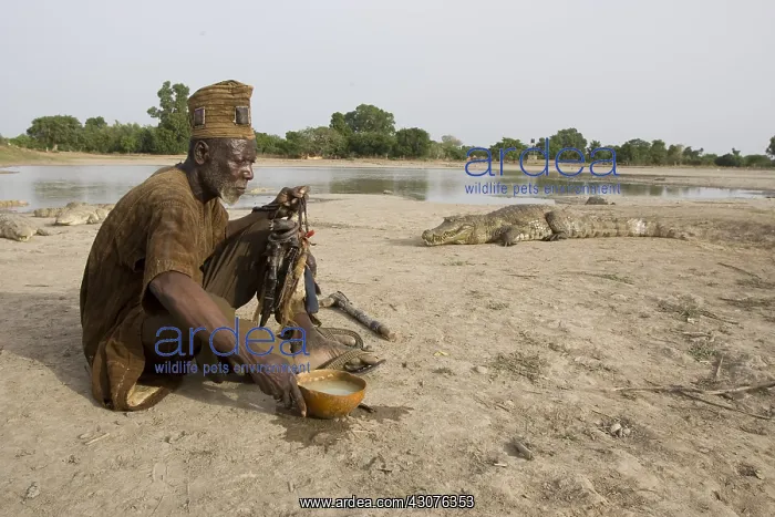: Sacrifice chicken for Nile Crocodiles Bazoule Burkina Faso : Sacrifice chicken for Nile Crocodiles Bazoule Burkina Faso
