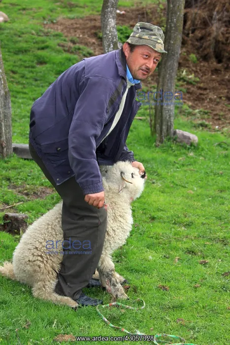 : Sacrifice of the paschal lamb for the Orthodox Easter : Sacrifice of the paschal lamb for the Orthodox Easter