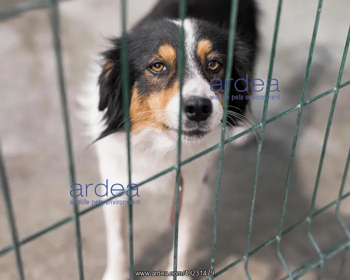 : sad rescue dog fence adoption shelter. High resolution : sad rescue dog fence adoption shelter. High resolution