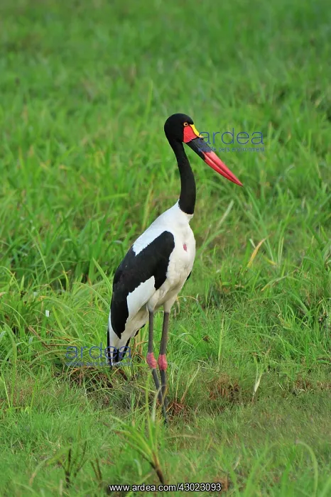 : Saddle. billed Stork : Saddle. billed Stork