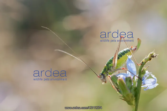 : Saddle Backed Bush Cricket : Saddle Backed Bush Cricket