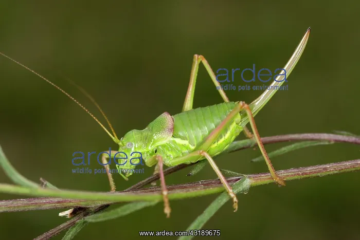 : Saddle Backed Bush Cricket : Saddle Backed Bush Cricket