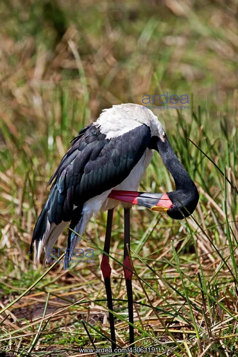 : Saddle-backed Stork (Ephippiorhynchus senegalensis : Saddle-backed Stork (Ephippiorhynchus senegalensis