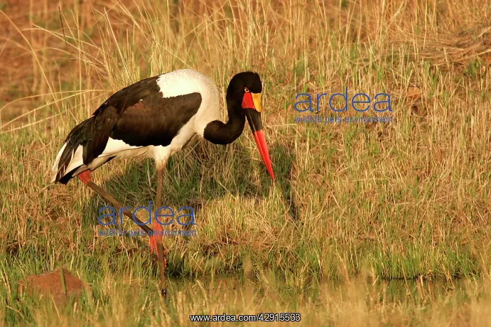 : Saddle-billed Stork : Saddle-billed Stork