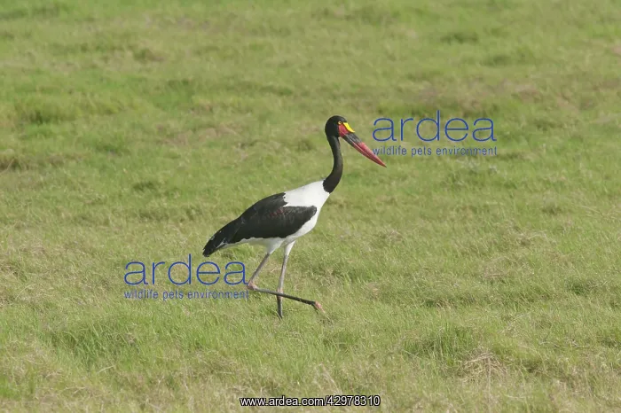 : Saddle-billed Stork : Saddle-billed Stork