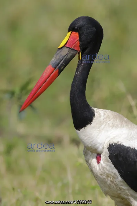 : Saddle-billed Stork : Saddle-billed Stork
