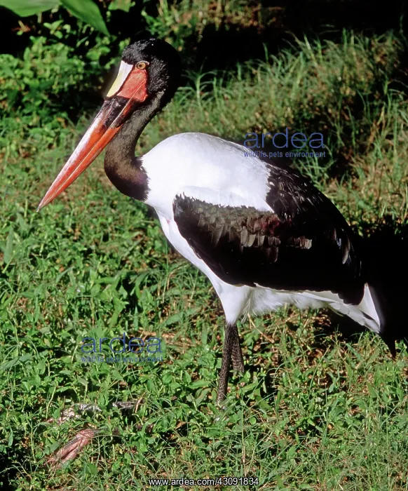 : Saddle-billed Stork : Saddle-billed Stork