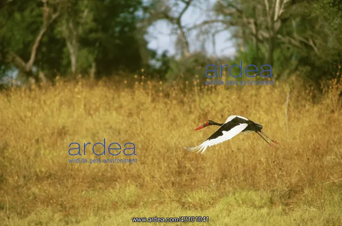 : Saddle-billed Stork : Saddle-billed Stork