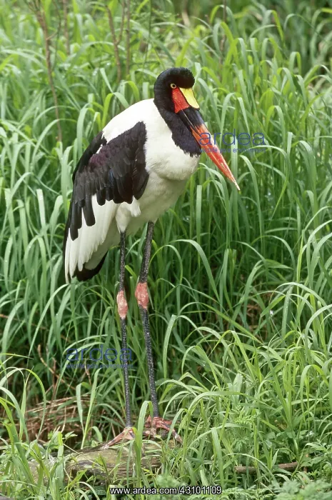 : Saddle-billed Stork : Saddle-billed Stork