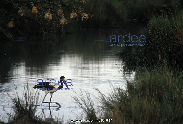: Saddle-billed Stork : Saddle-billed Stork