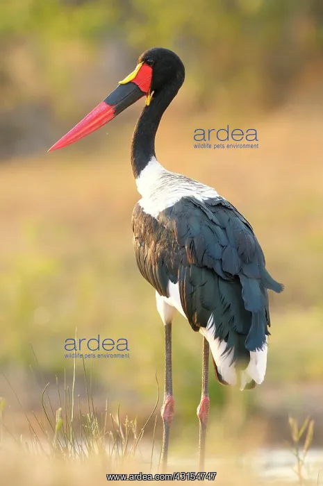 : Saddle-billed Stork : Saddle-billed Stork