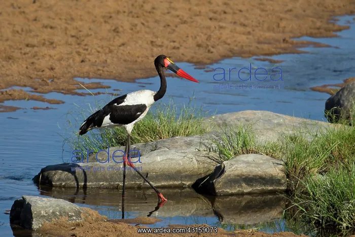 : Saddle-billed Stork : Saddle-billed Stork