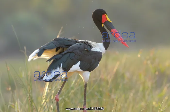 : Saddle-billed Stork : Saddle-billed Stork