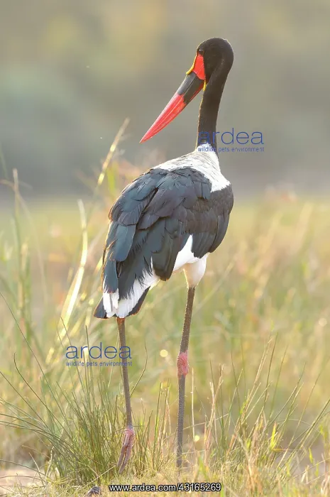 : Saddle-billed Stork : Saddle-billed Stork