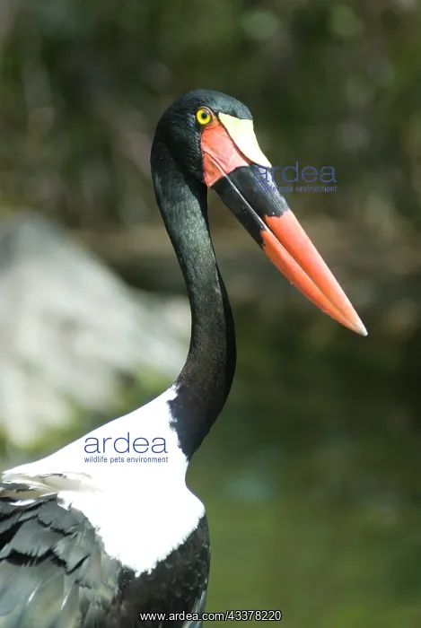  : Saddle-billed Stork