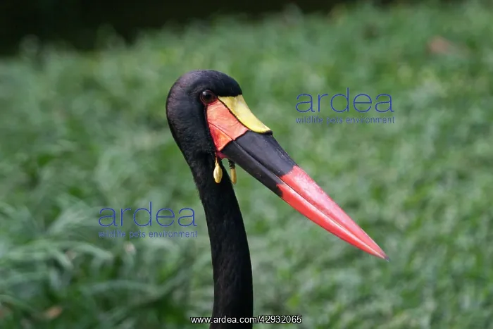 : Saddle-billed Stork - close-up of head : Saddle-billed Stork - close-up of head