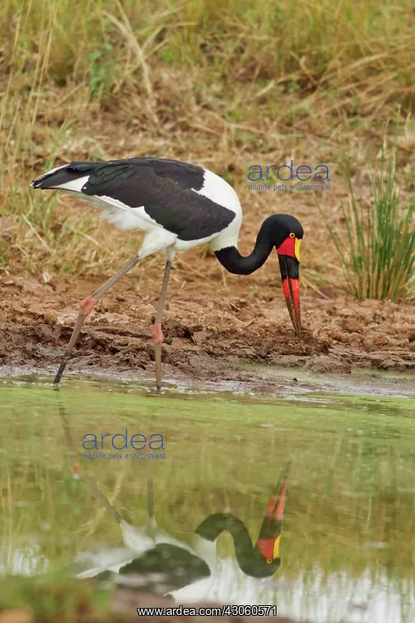 : Saddle-billed Stork (Ephippiorhynchus senegalensis) : Saddle-billed Stork (Ephippiorhynchus senegalensis)