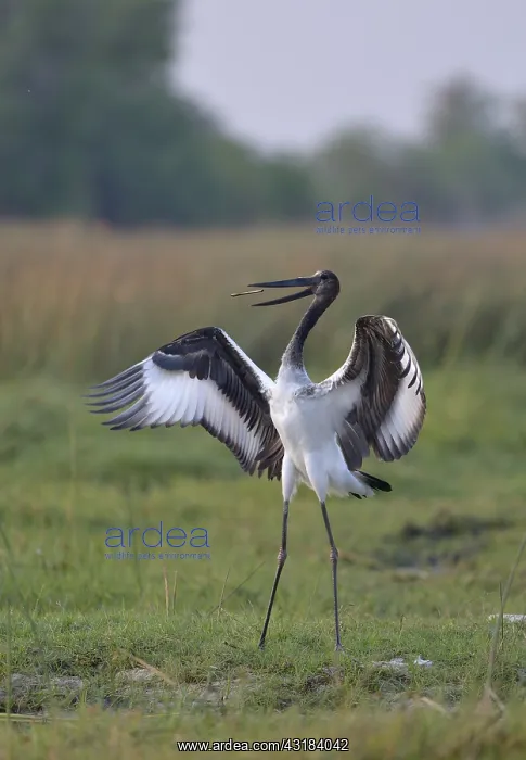 : Saddle-billed Stork (Ephippiorhynchus senegalensis) : Saddle-billed Stork (Ephippiorhynchus senegalensis)
