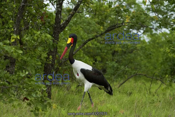 : Saddle-billed Stork (Ephippiorhynchus senegalensis) : Saddle-billed Stork (Ephippiorhynchus senegalensis)