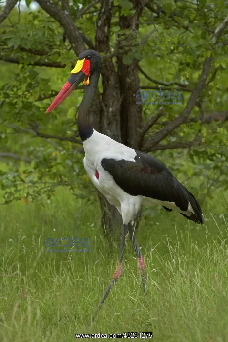 : Saddle-billed Stork (Ephippiorhynchus senegalensis) : Saddle-billed Stork (Ephippiorhynchus senegalensis)