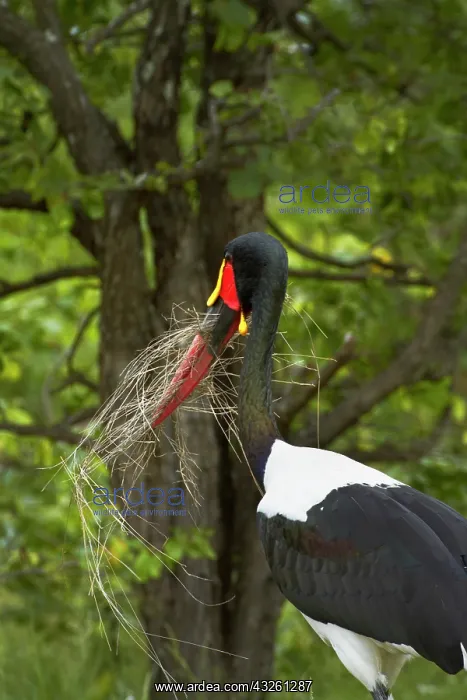 : Saddle-billed Stork (Ephippiorhynchus senegalensis) : Saddle-billed Stork (Ephippiorhynchus senegalensis)