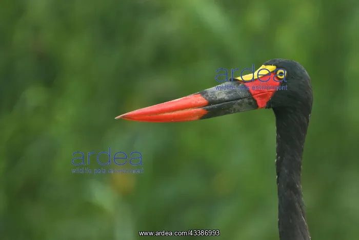 : Saddle-billed stork (Ephippiorhynchus senegalensis) : Saddle-billed stork (Ephippiorhynchus senegalensis)