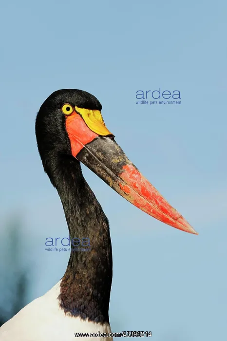 : Saddle-billed stork (Ephippiorhynchus senegalensis) : Saddle-billed stork (Ephippiorhynchus senegalensis)