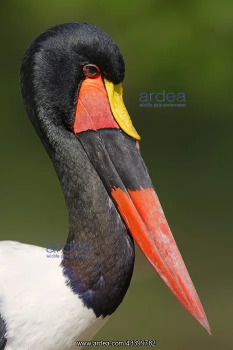 : Saddle-billed stork (Ephippiorhynchus senegalensis) : Saddle-billed stork (Ephippiorhynchus senegalensis)