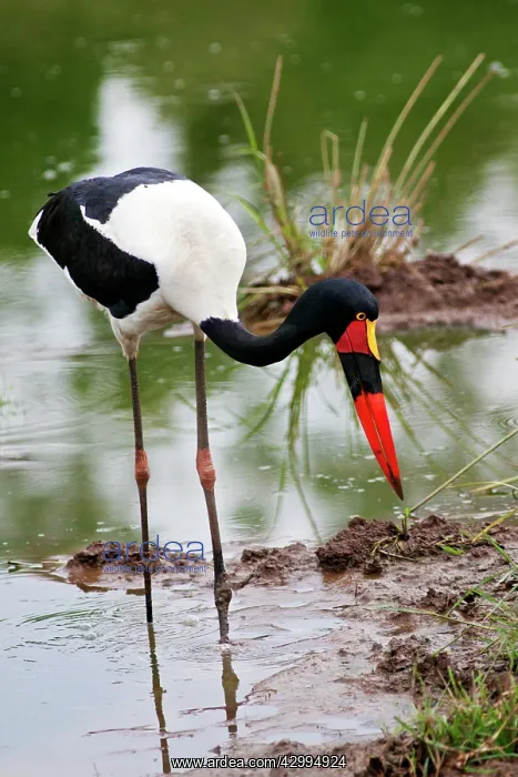 : Saddle-billed Stork - fishing in pond : Saddle-billed Stork - fishing in pond