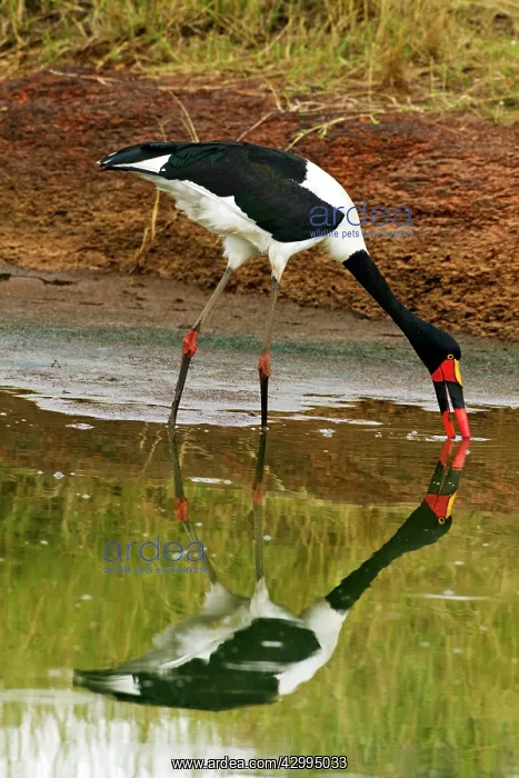 : Saddle-billed Stork - fishing in a pond : Saddle-billed Stork - fishing in a pond