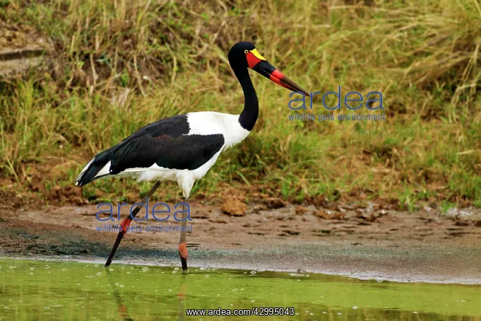: Saddle-billed Stork - fishing in a pond : Saddle-billed Stork - fishing in a pond
