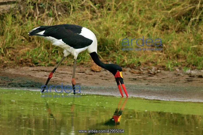 : Saddle-billed Stork - fishing in a pond : Saddle-billed Stork - fishing in a pond