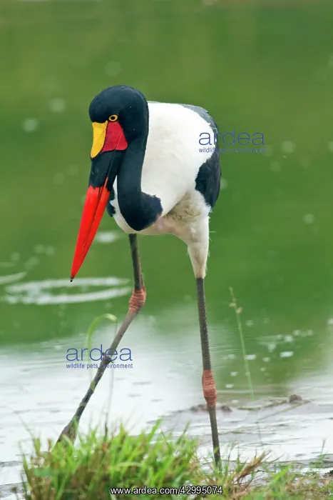 : Saddle-billed Stork - fishing in a pond : Saddle-billed Stork - fishing in a pond