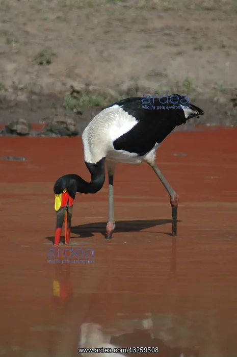 : Saddle-billed Stork fishing in red-coloured waterhole : Saddle-billed Stork fishing in red-coloured waterhole