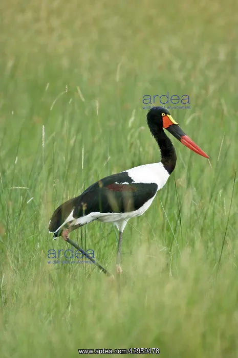 : Saddle-billed Stork - With foot raised walking : Saddle-billed Stork - With foot raised walking