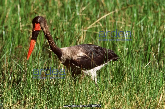 : SADDLE-BILLED STORK - juvenile : SADDLE-BILLED STORK - juvenile
